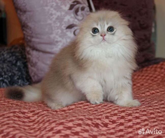 Шотландские котята