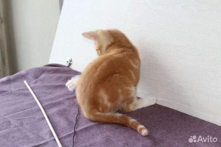 Рыжий котенок Мигель