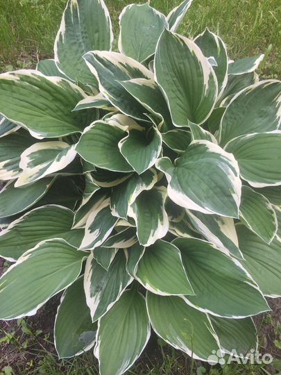 Многолетние цветы