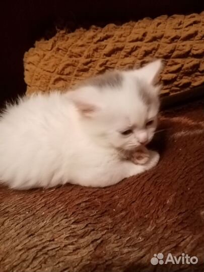 Котята в добрые руки бесплатно мальчик и девочка