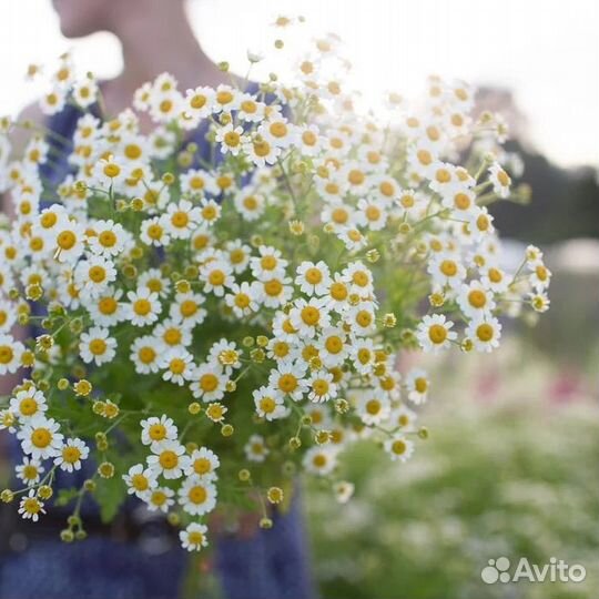 Семена Ромашка (Матрикария) Вегмо Сингл