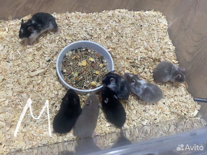 Сирийские хомячки