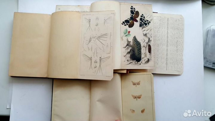 Энтомологическая газета 1855, 1856, 1857, 1858 гг