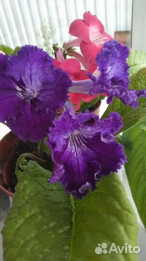 Стрептокарпусы