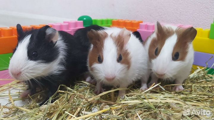 Морские свинки