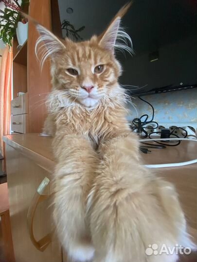 Продам кота породы Мейнкун