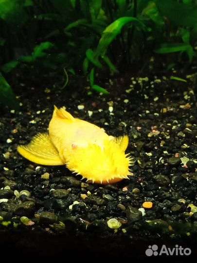 Аквариум с рыбками бу