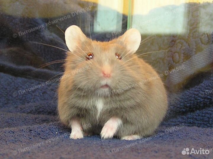 Хомячок с белым галстучком и носочками