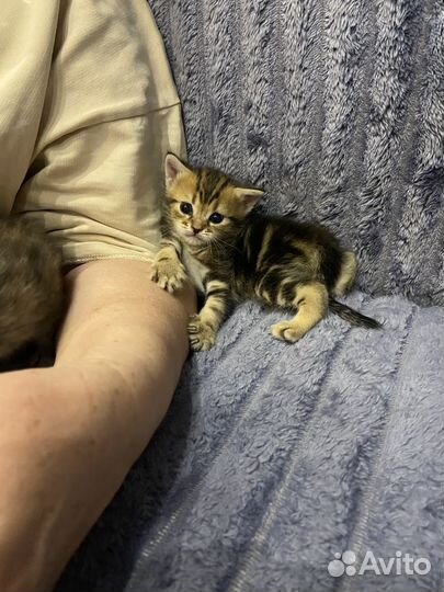 Шотландские котята