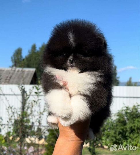 Померанский шпиц