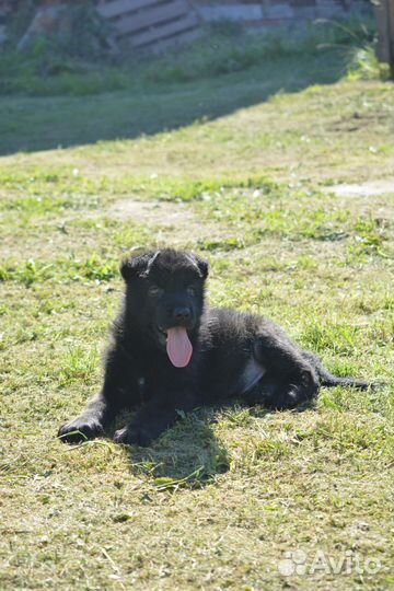 Мальчик черный стандартный