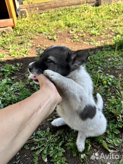 Щенок в добрые руки