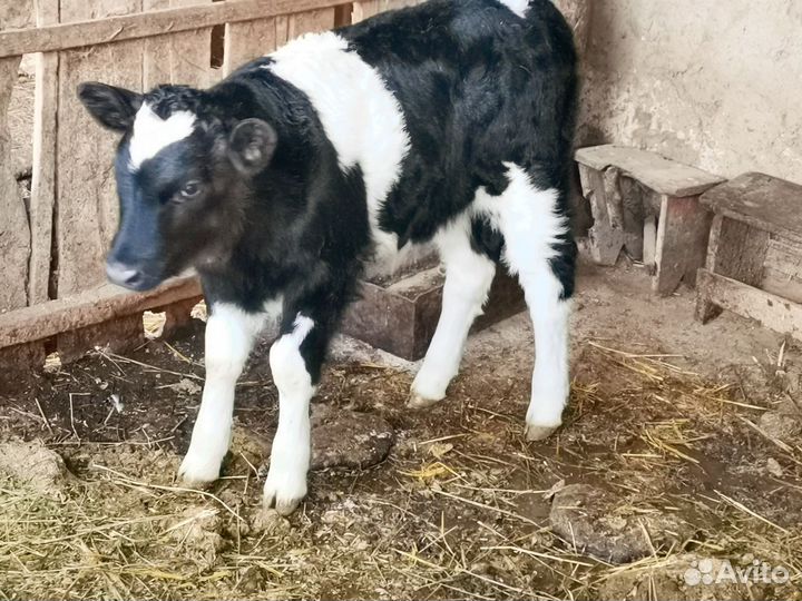 Продаётся бычок