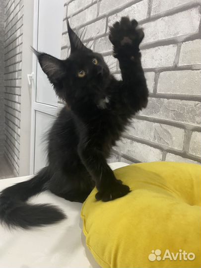 Котята мейн-кун