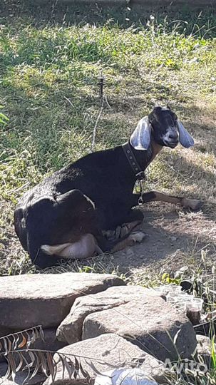 Коза нубийка