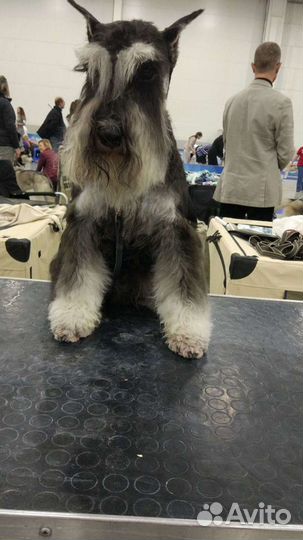 Цвергшнауцер для вязки