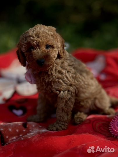 Пудель девочка