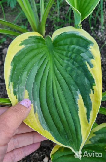 Хоста размер М