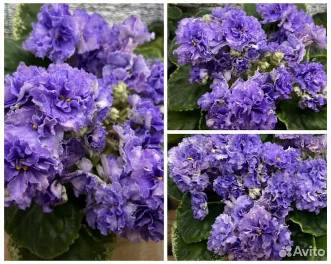 Фиалка солнышко