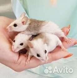 Мыши, крысы на корм/для содержания