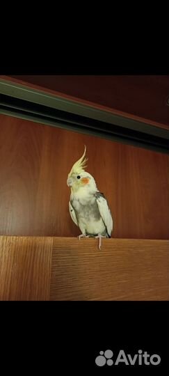 Ручной самец Кореллы