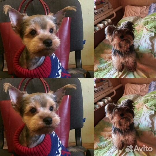 Стрижка собак И кошек