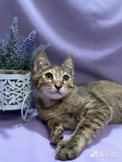 Европейская кошка в добрые руки