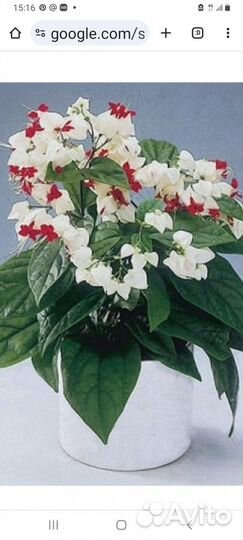 Клеродендрум томпсона