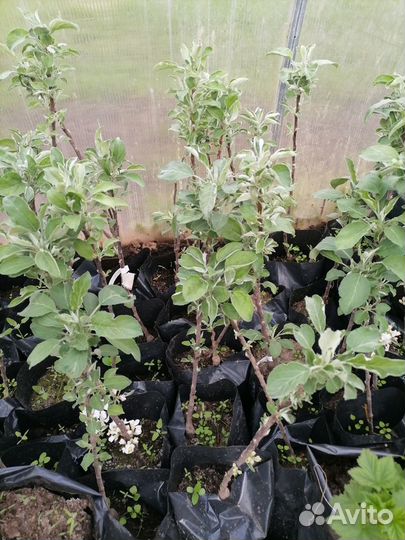 Колоновидные саженцы груши и яблони