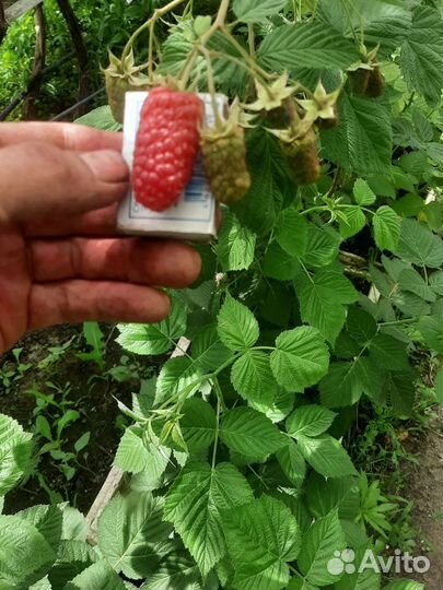 Саженцы Малины Маравилла Пшехиба Соколица