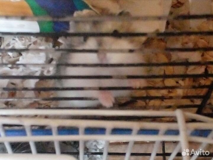 Продаю джунгарских хомяков