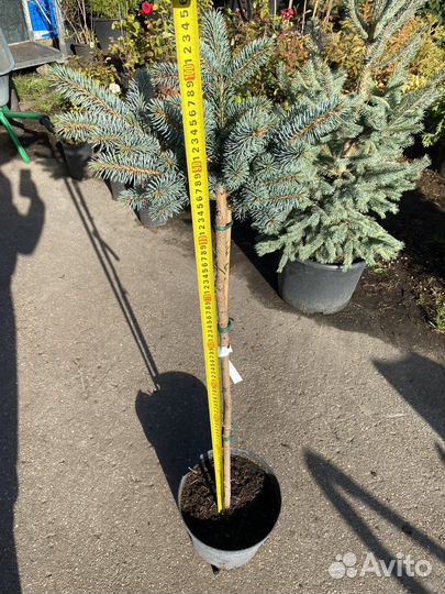 Елка Глаука Глабоза штамб 90+