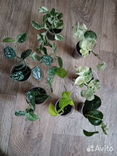 Бугенвиллия, сциндапсус, эпипремнум