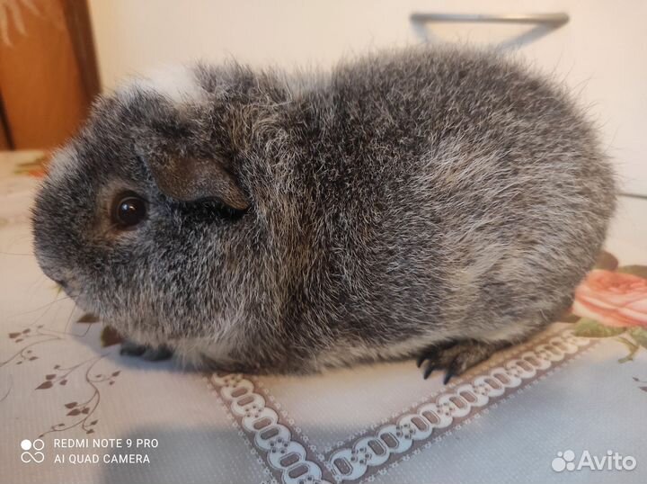 Породистые морские свинки