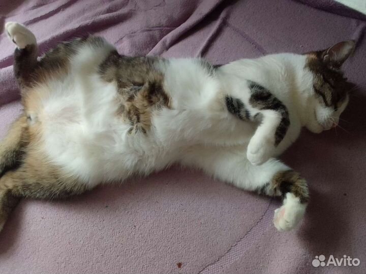 Квартирная передержка