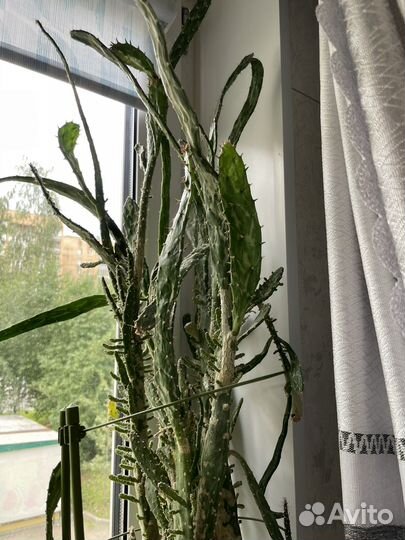 Кактус большой