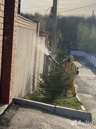 Дезинсекция уничтожение Тараканов и Клопов