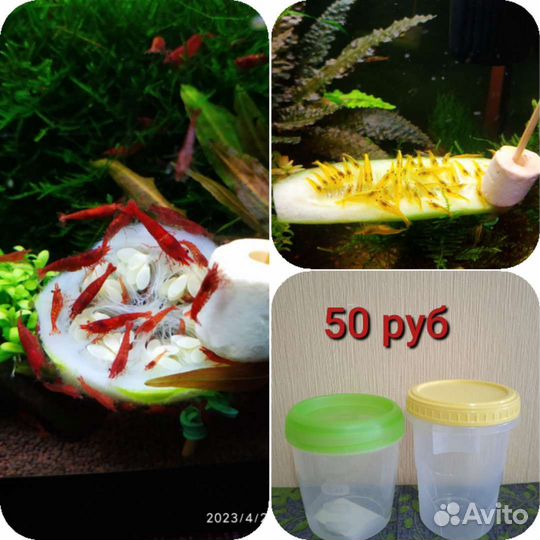 Креветки Жёлтый неон/Вишни /Кокосовые гроты