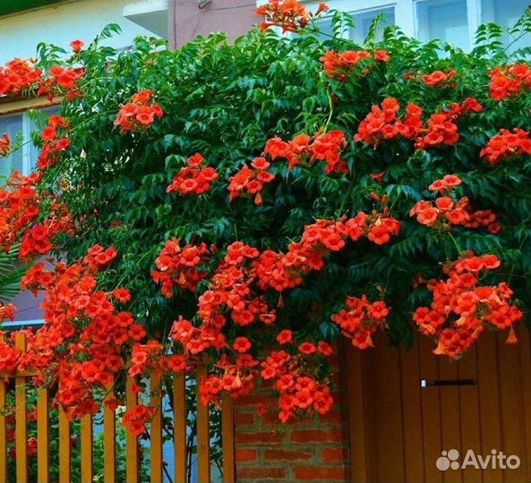 Цветущие кустарники и цветы