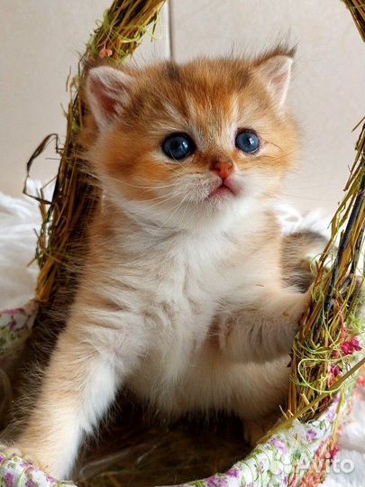 Котёнок Гав