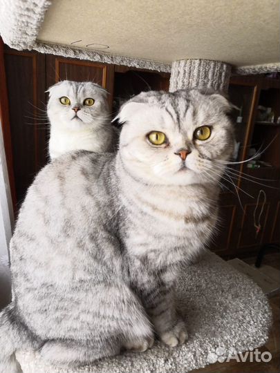 Котики бесплатно