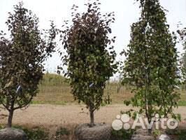 Крупномеры яблони декоративной