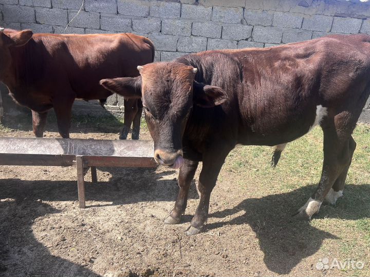Телята бычки