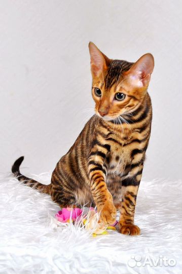 Котята тигрята