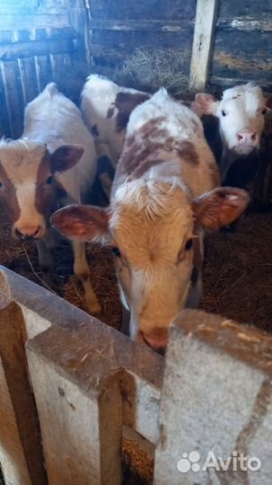 Телята телки