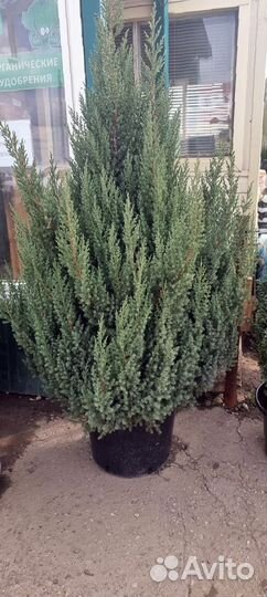 Можжевельник блю