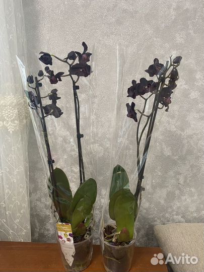 Орхидея Черный лебедь, каменная роза, каода