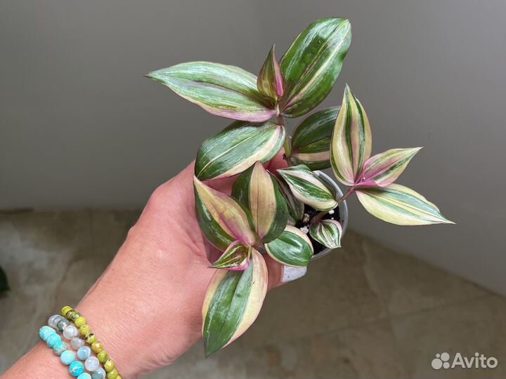 Традесканция сортовая. Обновление 12.08