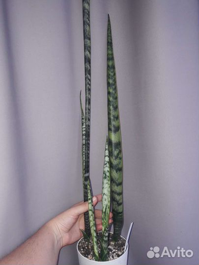 Сансевиерия херминия