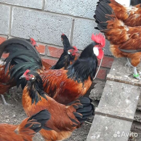 Куры и петухи брама, маран, форверк, малин